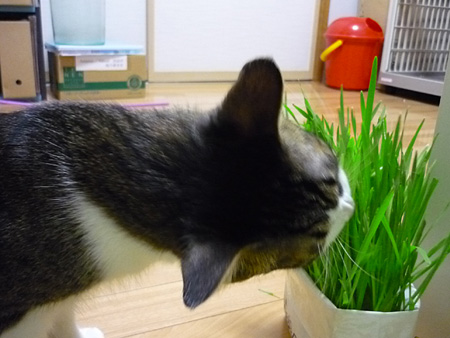 あぐあぐ