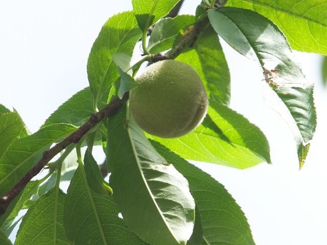 花桃の実が 生っています ペンション木の実日記 楽天ブログ