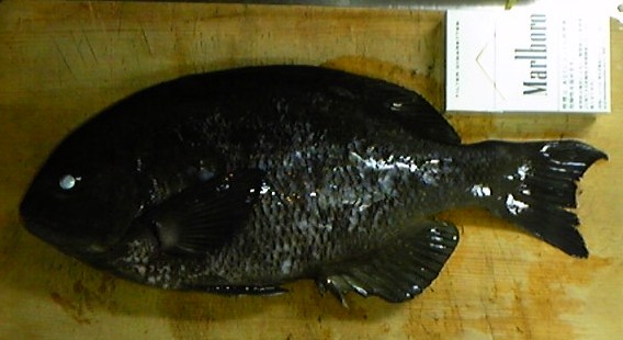tyouka