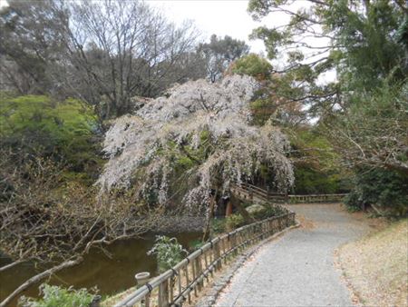 浜松城公園の桜