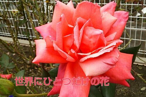 rblog-20161127130650-00.jpg
