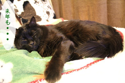 20121231151042_w_400_h_266_3110017.jpg