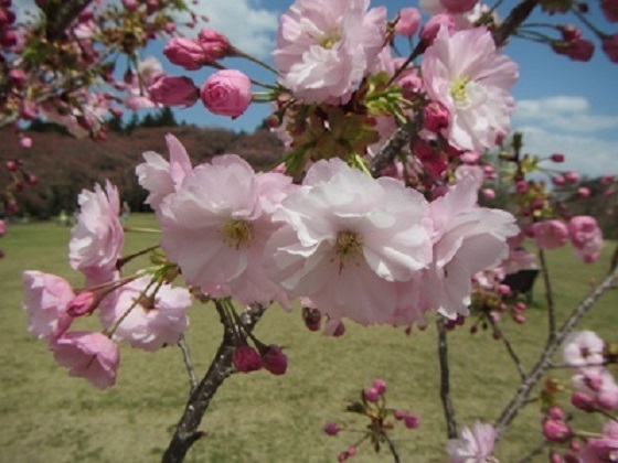 里桜１－４.jpg