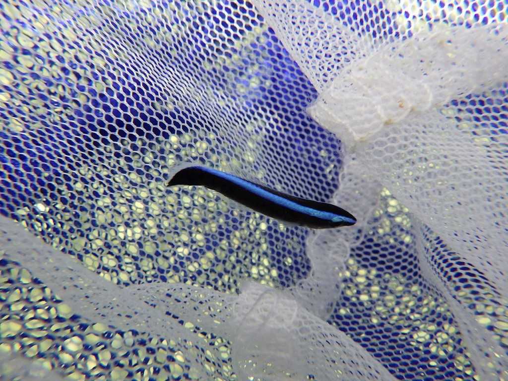 串本磯採集2023年8月上旬42　ホンソメワケベラ（Labroides dimidiatus）