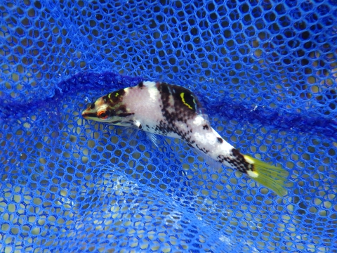 沖縄磯採集17年5月下旬 海水魚採集 そして久々にやってしまった 海水魚が好き 楽天ブログ