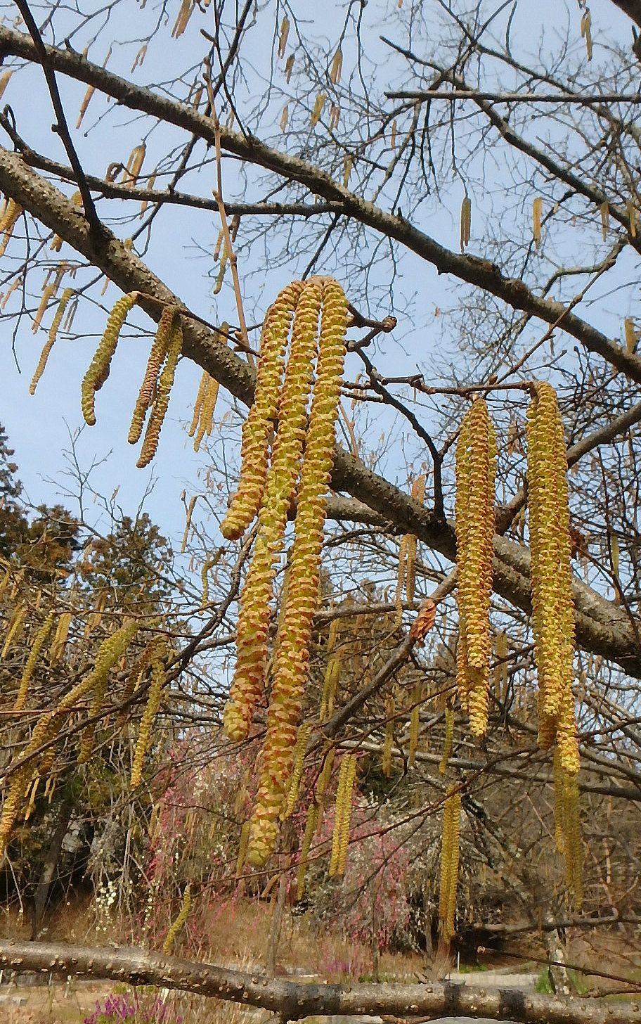 サンシュユ セイヨウハシバミ ヘーゼルナッツ ミツマタ 半田山植物園 楽天版じぶん更新日記 楽天ブログ