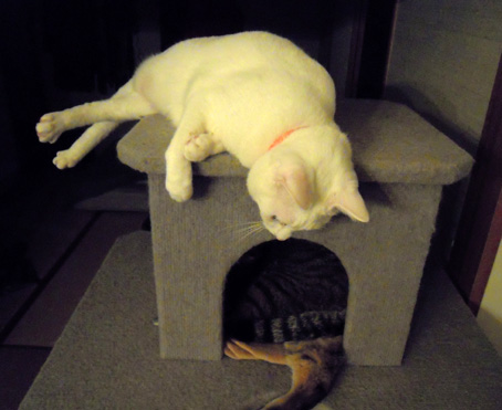cat tower