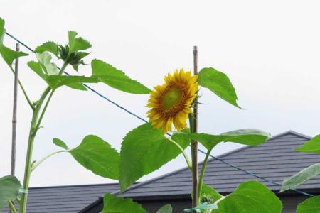 月下美人が10輪程咲きました（5鉢で）。 | 大分金太郎の花鳥