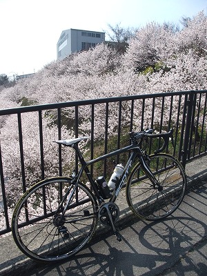 20130317一の堰ハラネ春めき桜