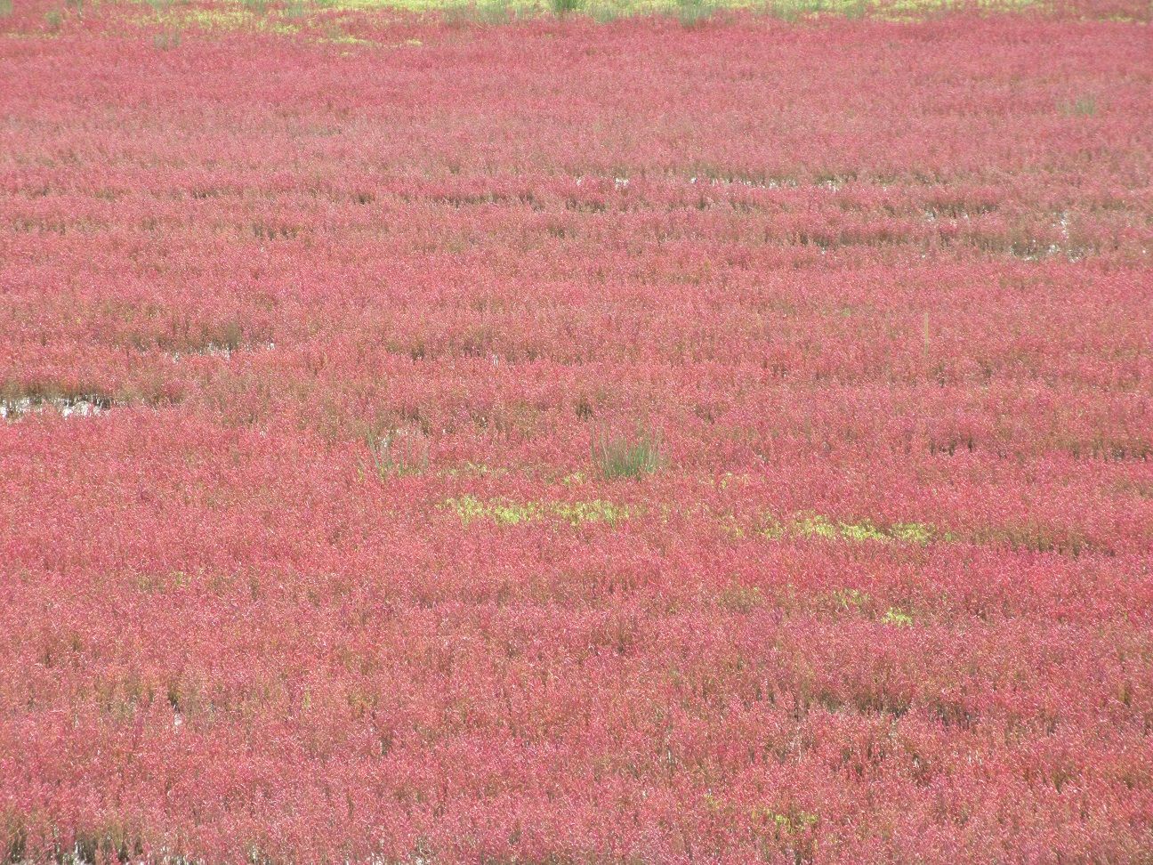 北海道 花紀行19 22 卯原内のサンゴ草 とりあえず 今は 休もう うつ病日記 楽天ブログ