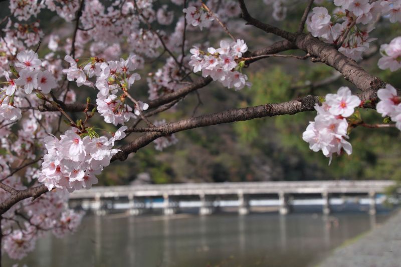 渡月橋_005.jpg