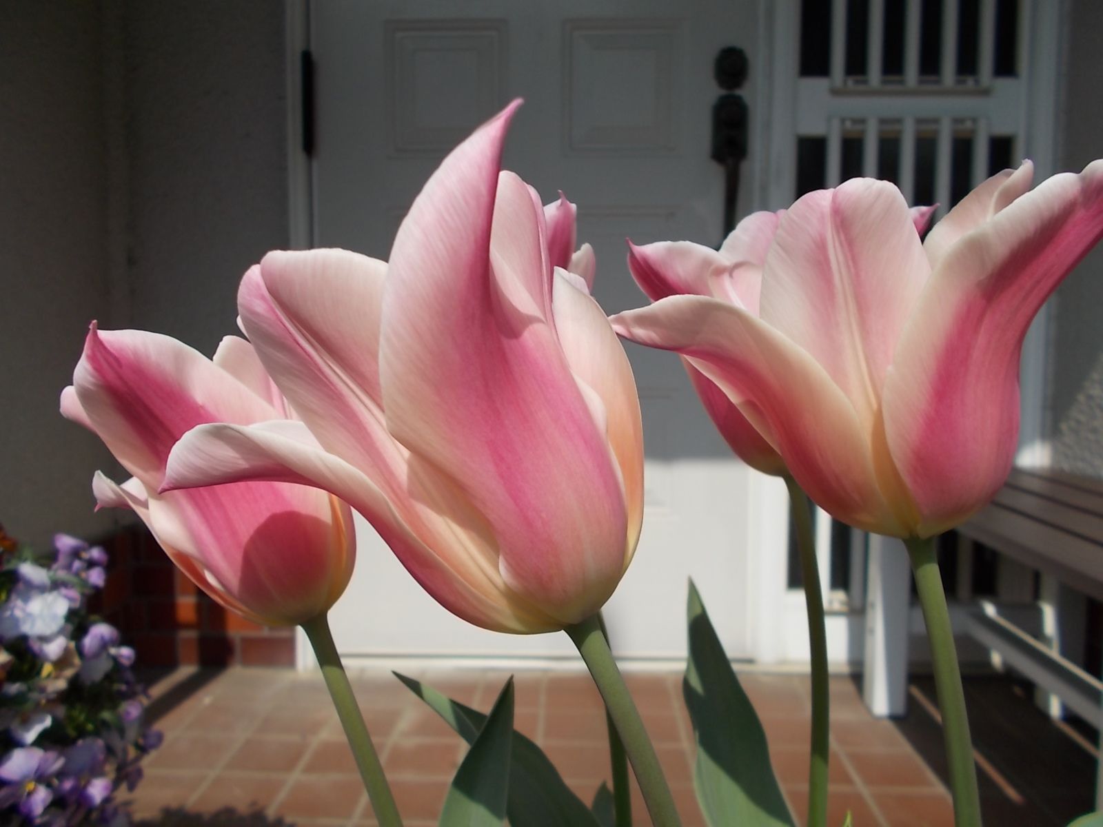 チューリップ サネ が綺麗に咲いています バラを咲かせることが好き 楽天ブログ