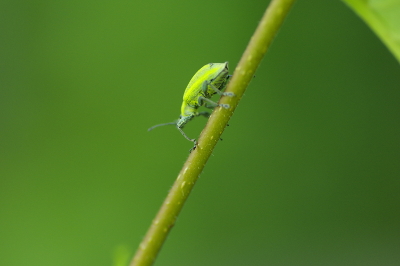 オオアオゾウムシ160727