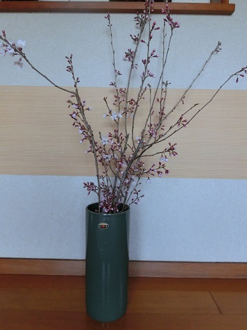 枝垂れ桜