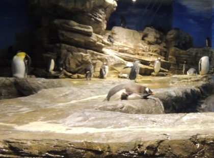 海響館　ペンギン