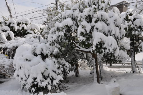 雪景色