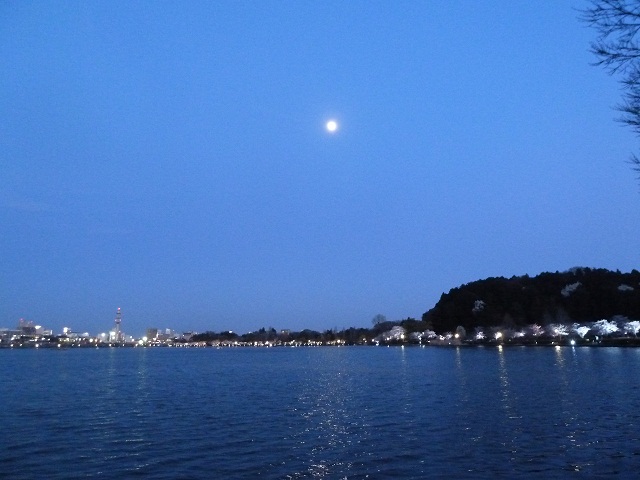 2015.4.2 千波湖夜桜 036.JPG