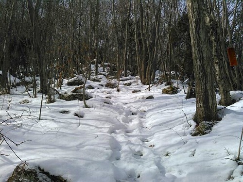 20150209大倉山急登雪上ハイク.jpg