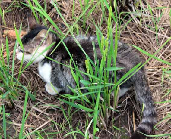 我が家のニャンコ♪2013/10/20-5