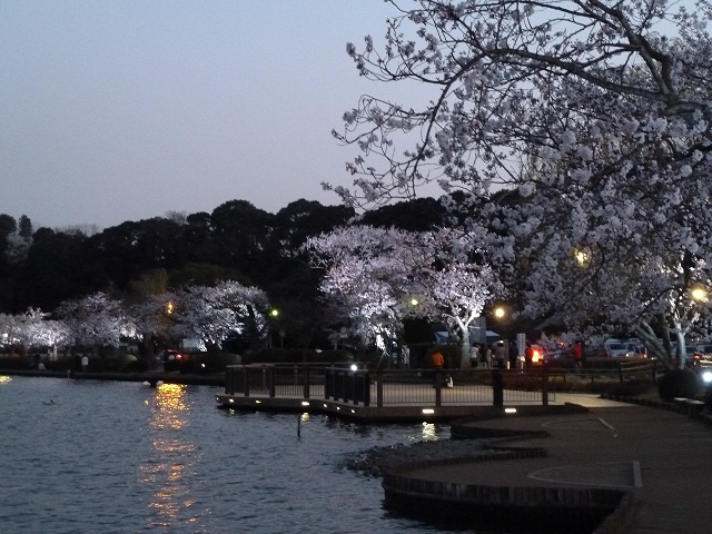 2015.4.2 千波湖夜桜 030.JPG