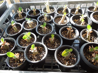 アデニウムy1-24