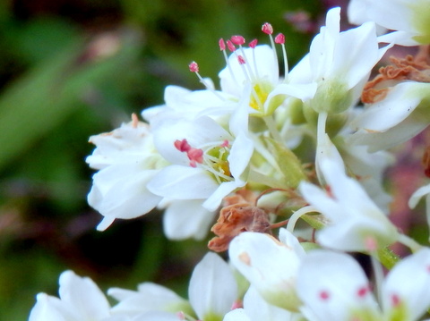 ソバの花・拡大