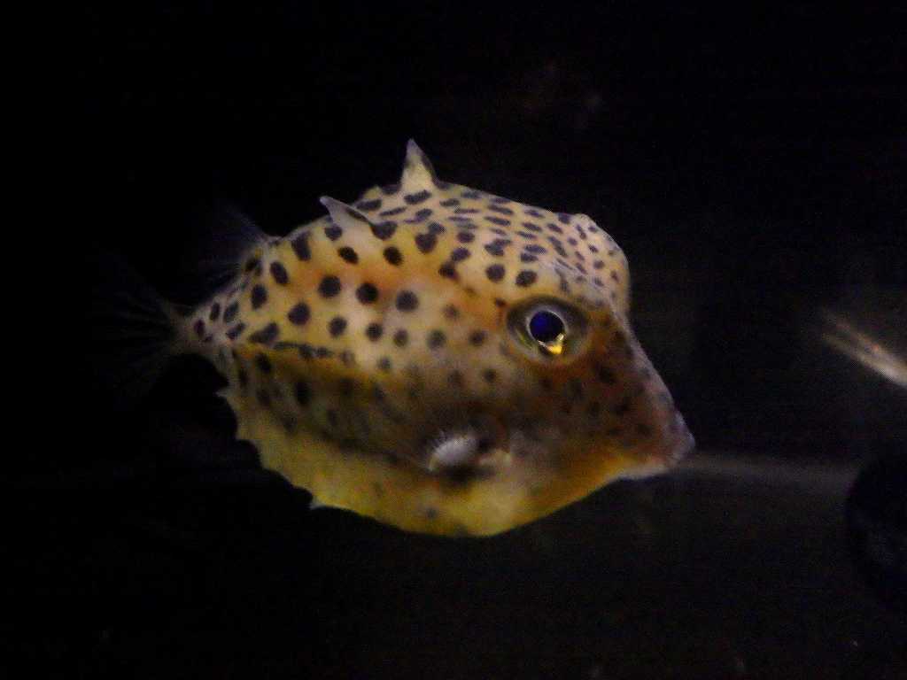 深海フグ イトマキフグの給餌のこと 海水魚が好き 楽天ブログ