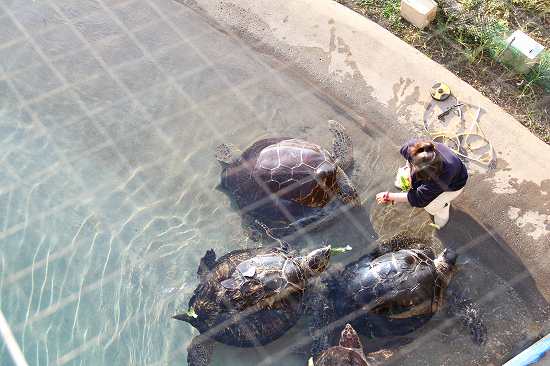 新江ノ島水族館