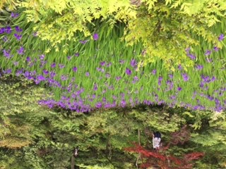 根津美術館 燕子花