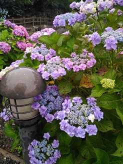 P_20160619_172015.jpg