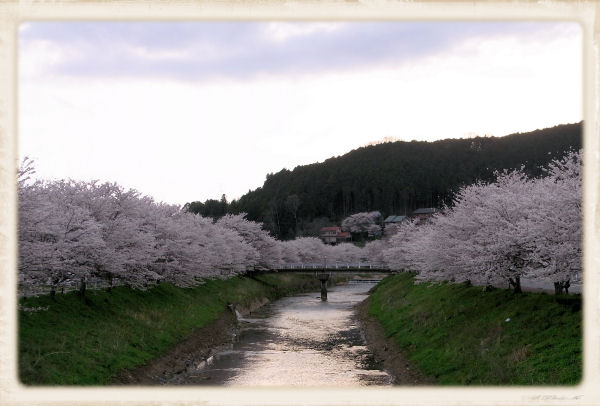 夕方の桜