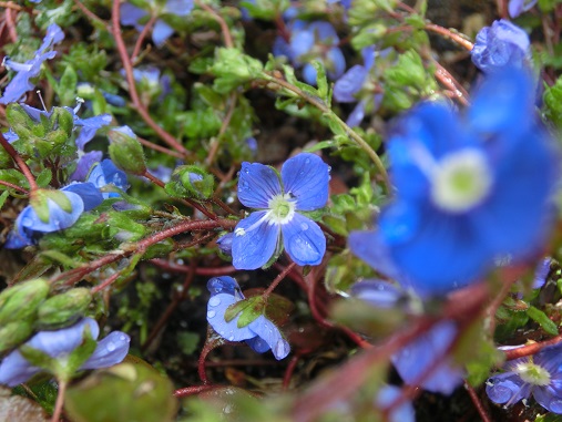 ベロニカオックスフォードブルー