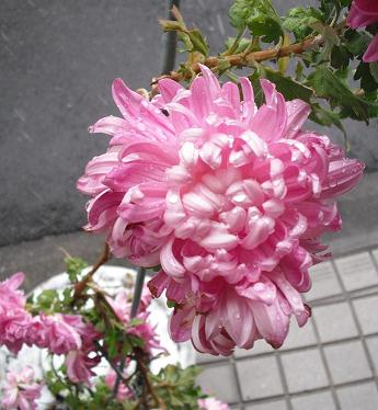 DSCF6002.JPG