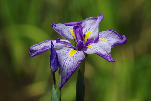 花菖蒲