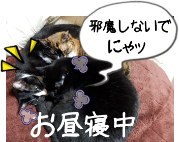 P4030002.png