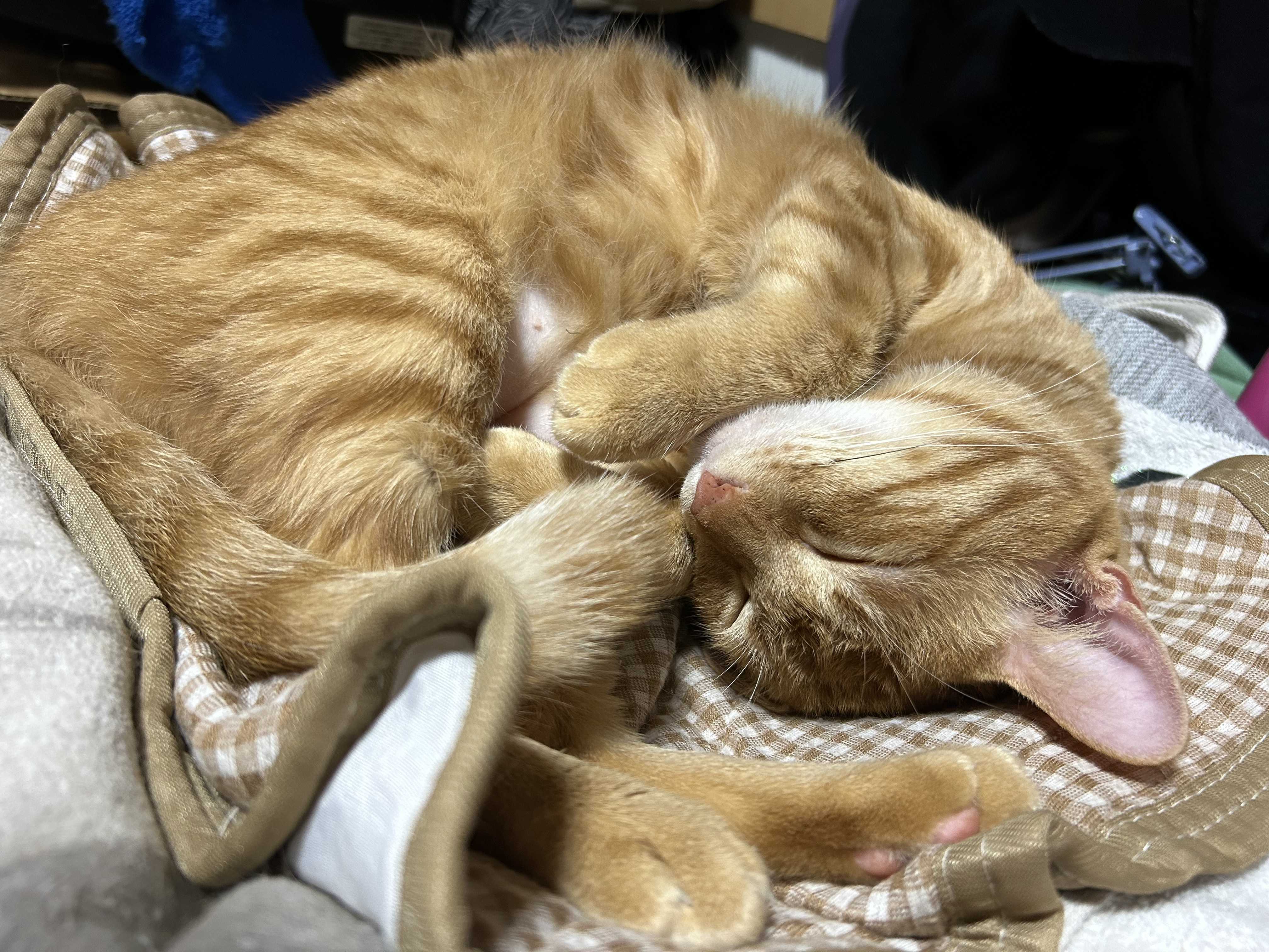 にゃあ♪♪♪のブログ