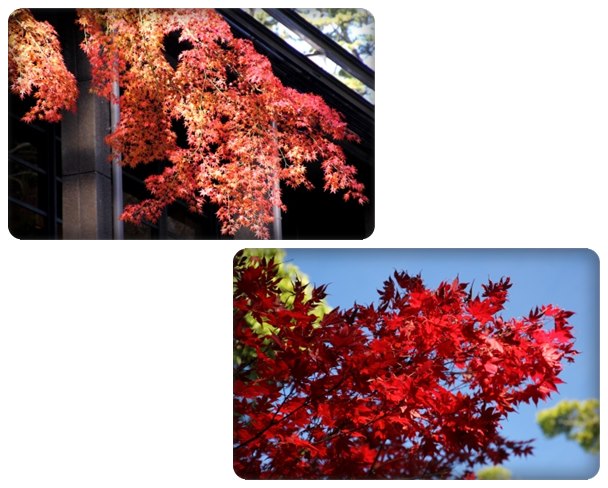 報徳二宮神社-4 14.12.15