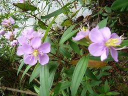 P1150413Hikgin18.jpg