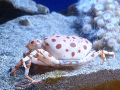 和歌山県立自然博物館2013年9月上旬9　ベニホシマンジュウガニ（Liagore rubromaculata）