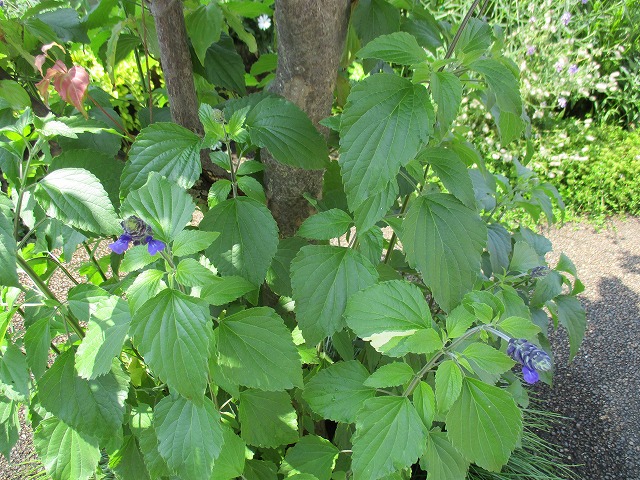 IMG_4868ss.jpg