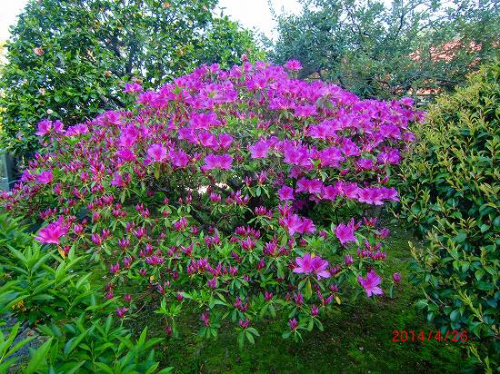 花、再び、、、 024.jpg