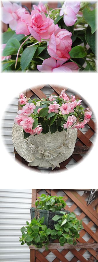 「アップルブロッサム」から「ピンクワッフル」にチェンジ