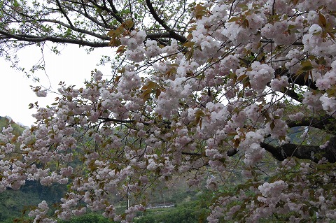 s-DSC_0036.jpg