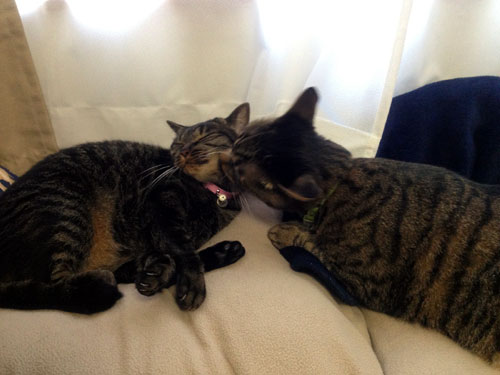 1227-yume&iku.jpg