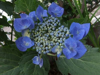 DSCF2195.jpg