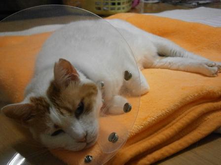 maru