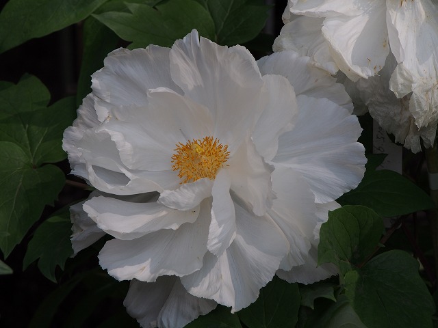 P5010555.jpg