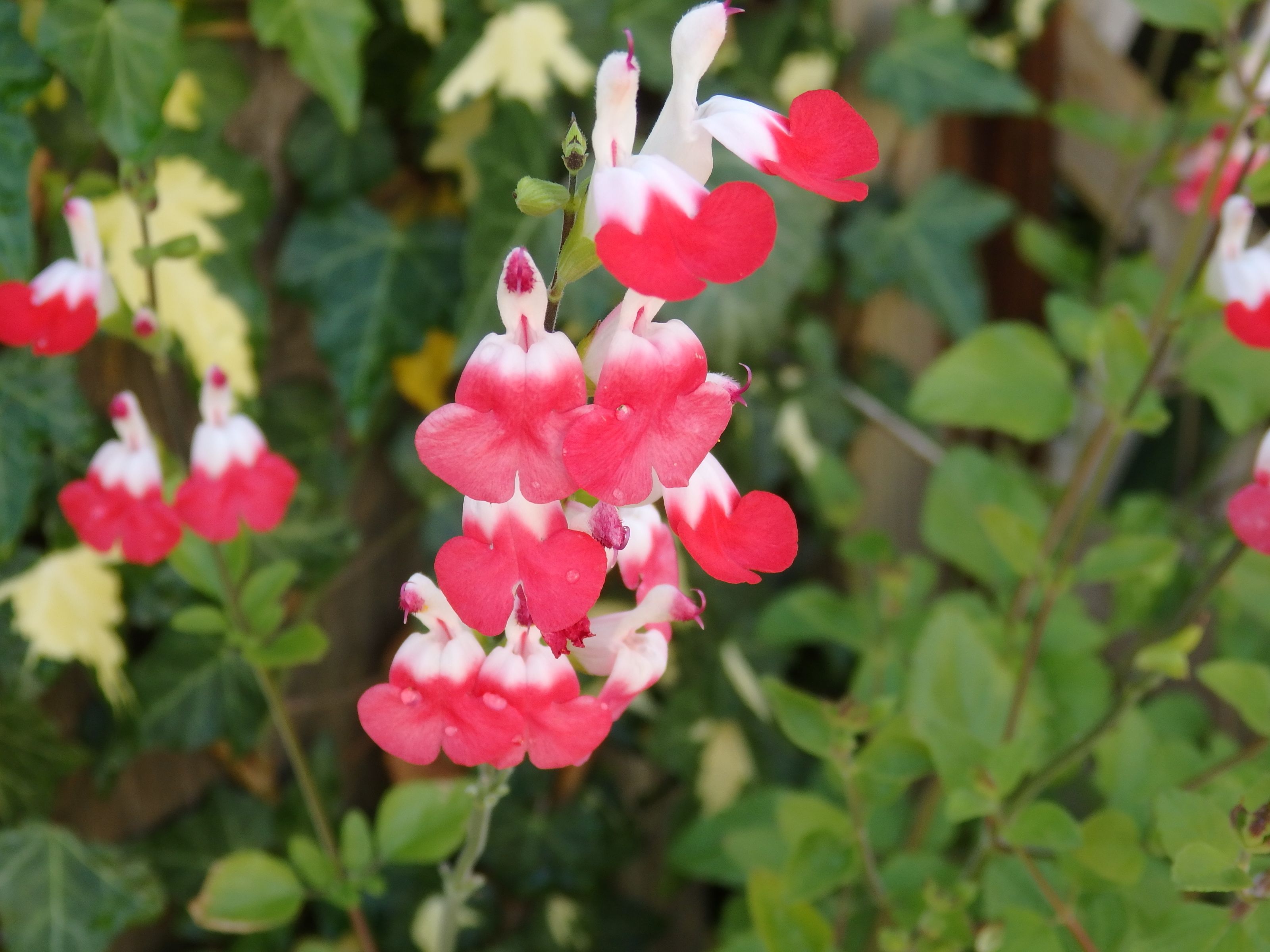 6月の花 Kimi Teaの花日記 楽天ブログ