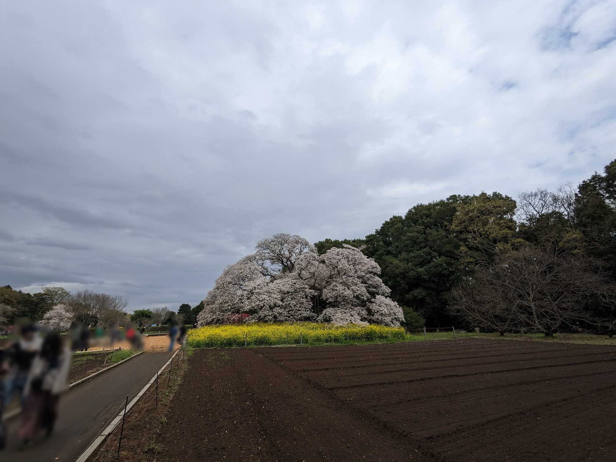 吉高の大桜