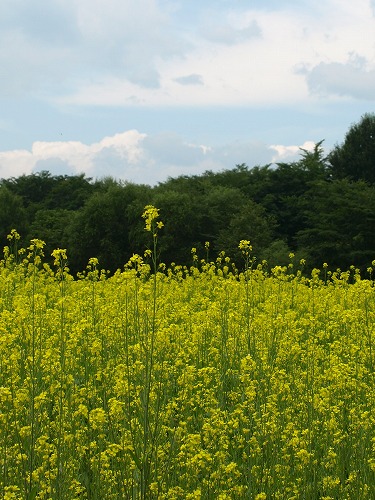 2012菜の花アップ.jpg